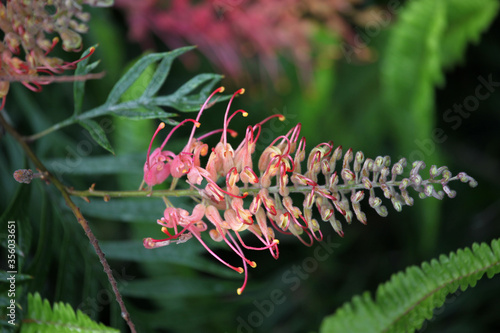 Closeup of pink and yellow Grevillea flower located in Queensland, Australia photo