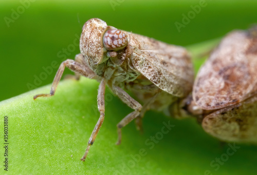 Macro Photo of Planthopper Mating on Green Leaf