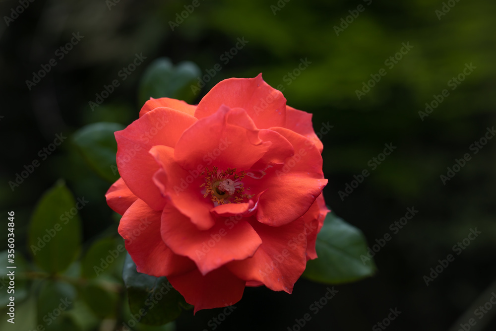 Close up of red rose. Blooming rose in the garden. Flower background. Nature concept.
