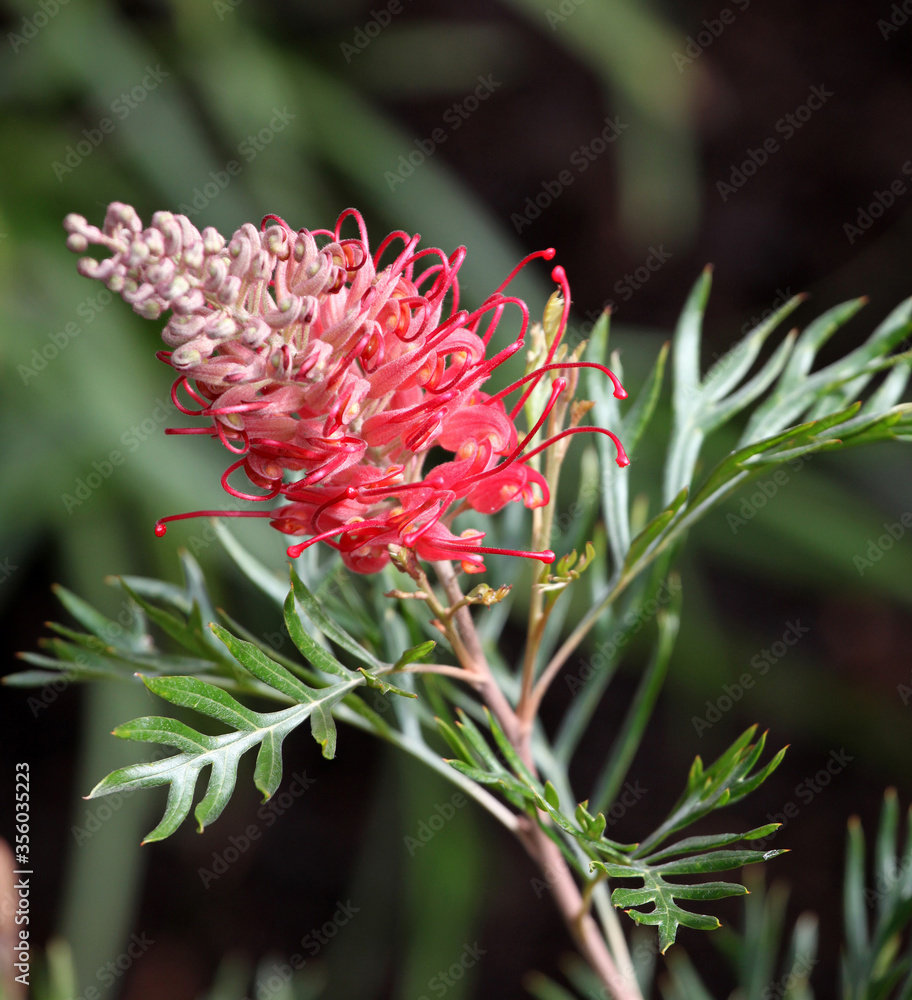 Beautiful pink and yellow Grevillea surrounded by green leaves Beautiful pink and yellow Grevillea surrounded by green leaves