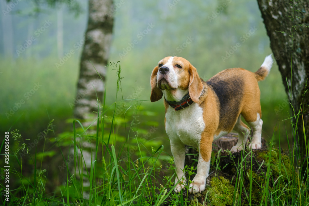 funny dog Beagle on a walk in a summer Park in the morning in a thick fog