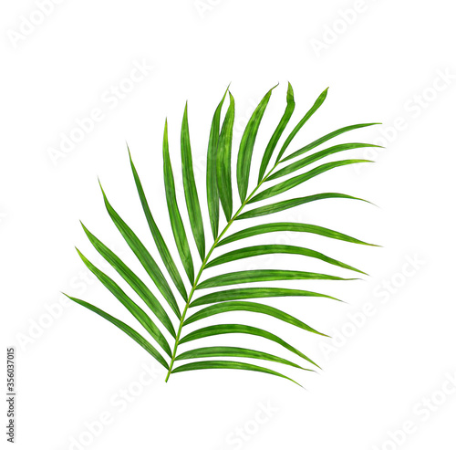 Green leaf of palm tree on white background