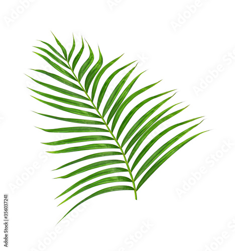 Green leaves of palm tree isolated on white background