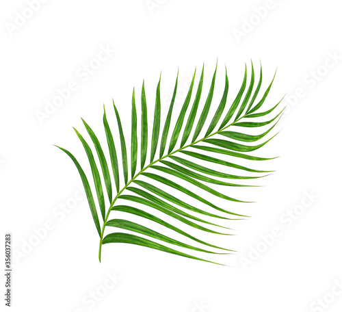 Fototapeta Naklejka Na Ścianę i Meble -  Green leaves of palm tree isolated on white background
