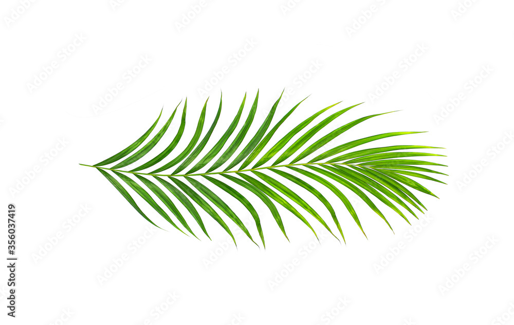 Green leaves of palm tree isolated on white background Green leaves of palm tree isolated on white background