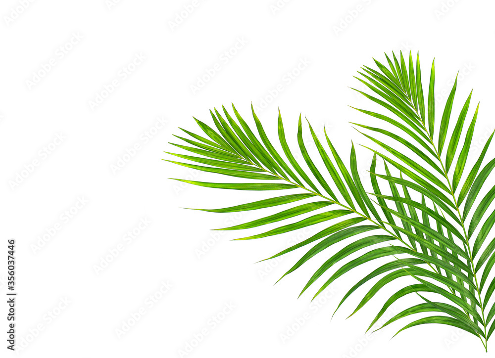 Green leaves of palm tree isolated on white background