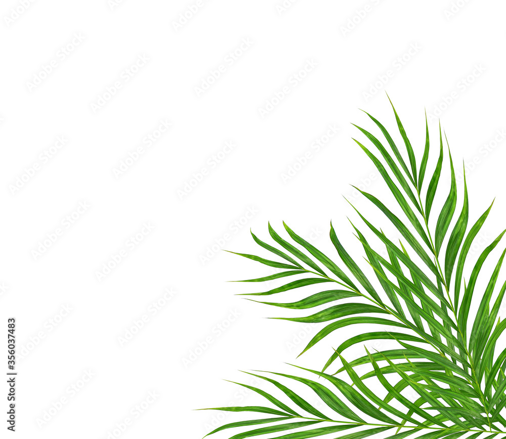 Fototapeta premium Green leaf of palm tree on white background