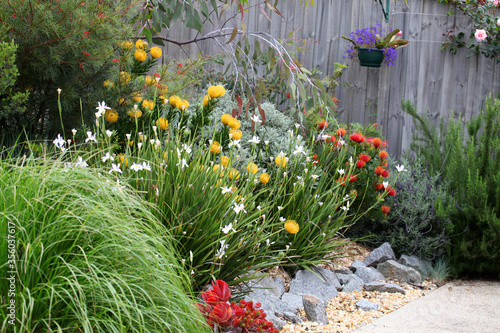 Beautiful Australian garden full of native plants and flowers