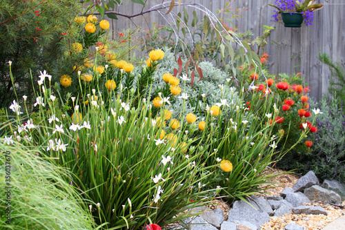 Beautiful Australian garden full of native plants and flowers
