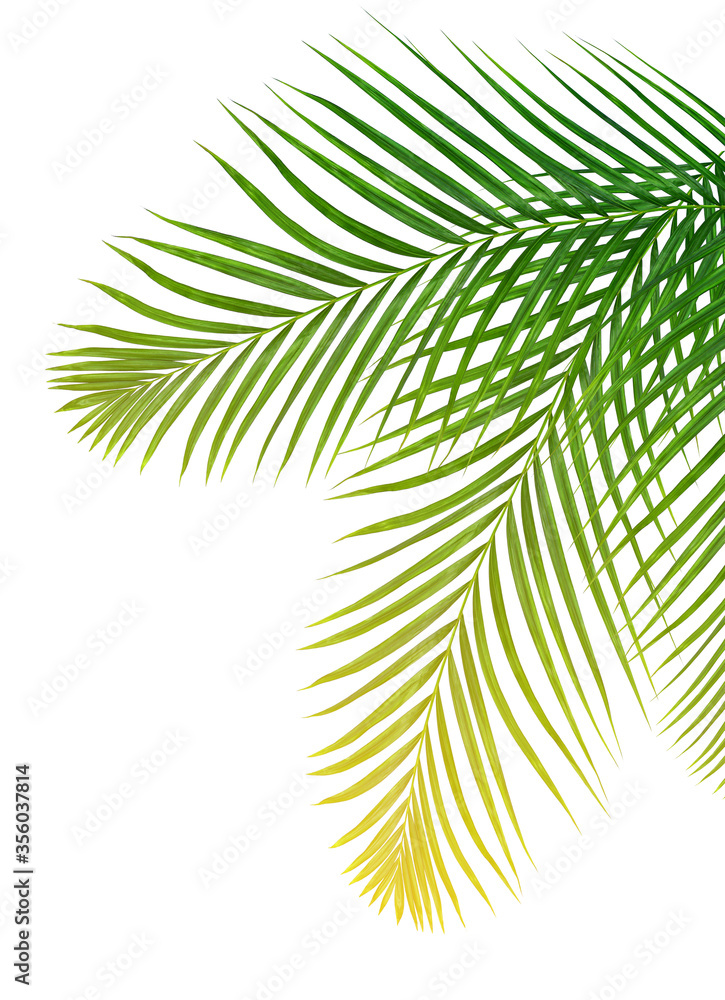 Green leaf of palm tree on white background Green leaf of palm tree on white background