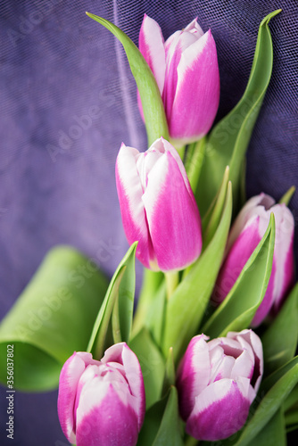 Five beauthiful white and purple tulips on violet background photo