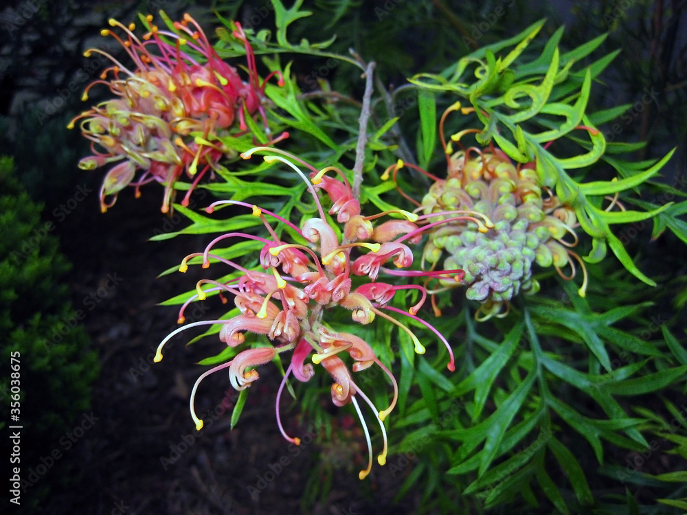 Beautiful pink and yellow Grevillea surrounded by green leaves Beautiful pink and yellow Grevillea surrounded by green leaves