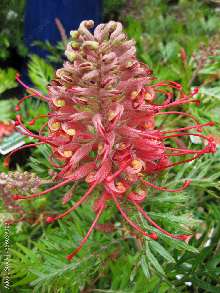 Beautiful pink and yellow Grevillea surrounded by green leaves Beautiful pink and yellow Grevillea surrounded by green leaves