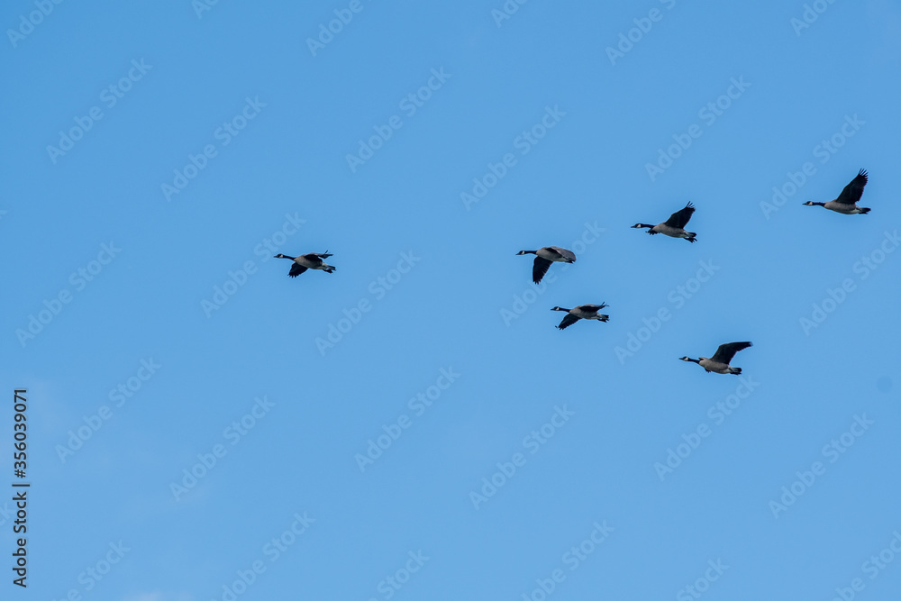 Flock of Canada geese flying in the sky.  Vancouver BC Canada 
