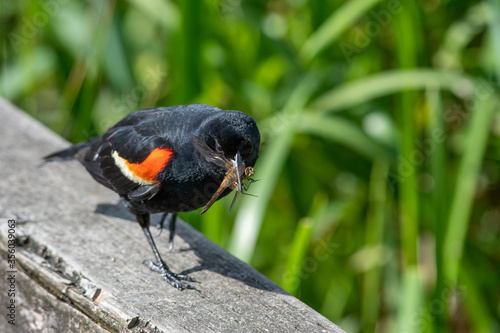 Red-winged blackbird bringing the food to the nest.    Vancouver BC Canada
