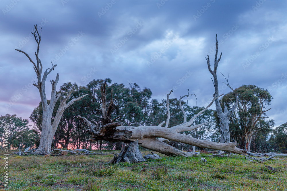 Dead trees under a brooding sky
