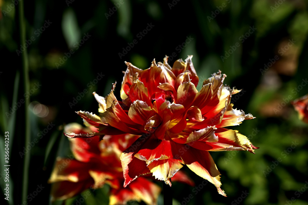 Fototapeta premium red flower in autumn