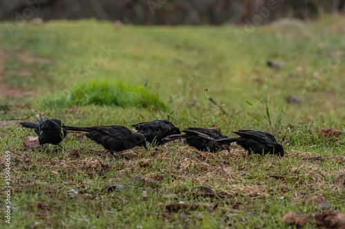 A group of White-winged Choughs looking for food at The Pinnacle Nature Reserve, ACT, Australia on an autumn morning in May 2020