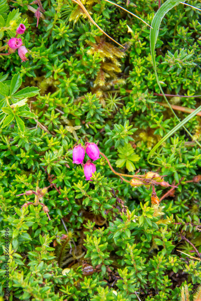 Walk on the Azores archipelago. Discovery of the island of Faial, Azores, Horta Walk on the Azores archipelago. Discovery of the island of Faial, Azores, Horta