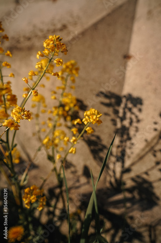 Beautiful yellow wildflowers in the background of a concrete wall