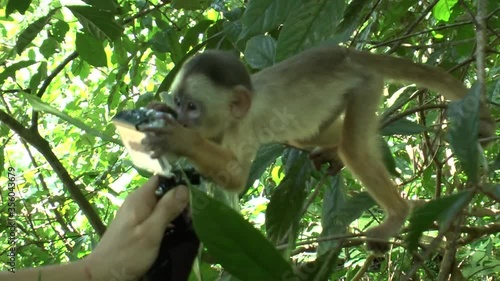Animais da Amazônia