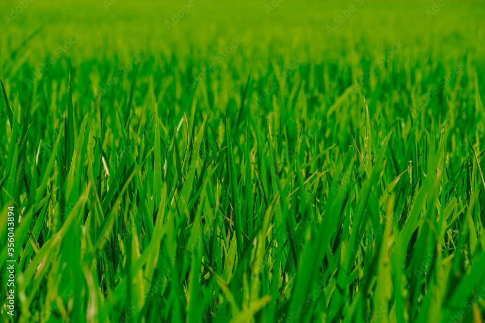 Rice green fields plantation for human food Rice green fields plantation for human food