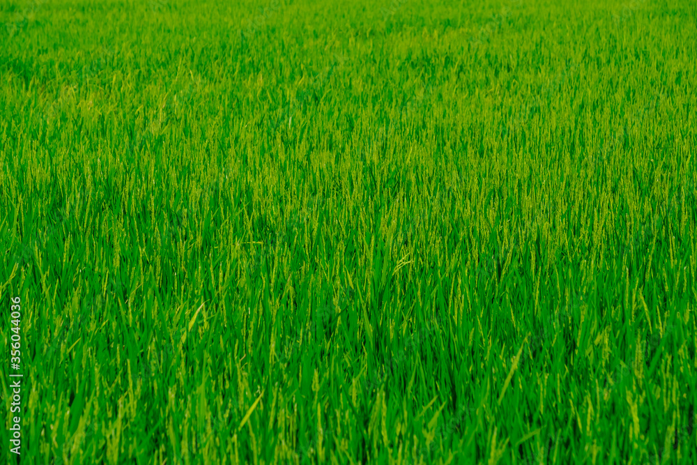Rice green fields plantation for human food