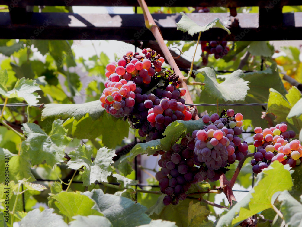 Background with red grapes. Home vineyard. Care and growing grapes. Agriculture