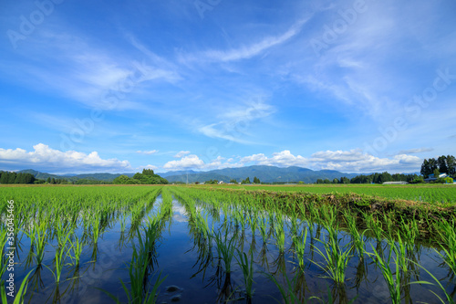 田植え後の水田　6月　稲の苗　青空