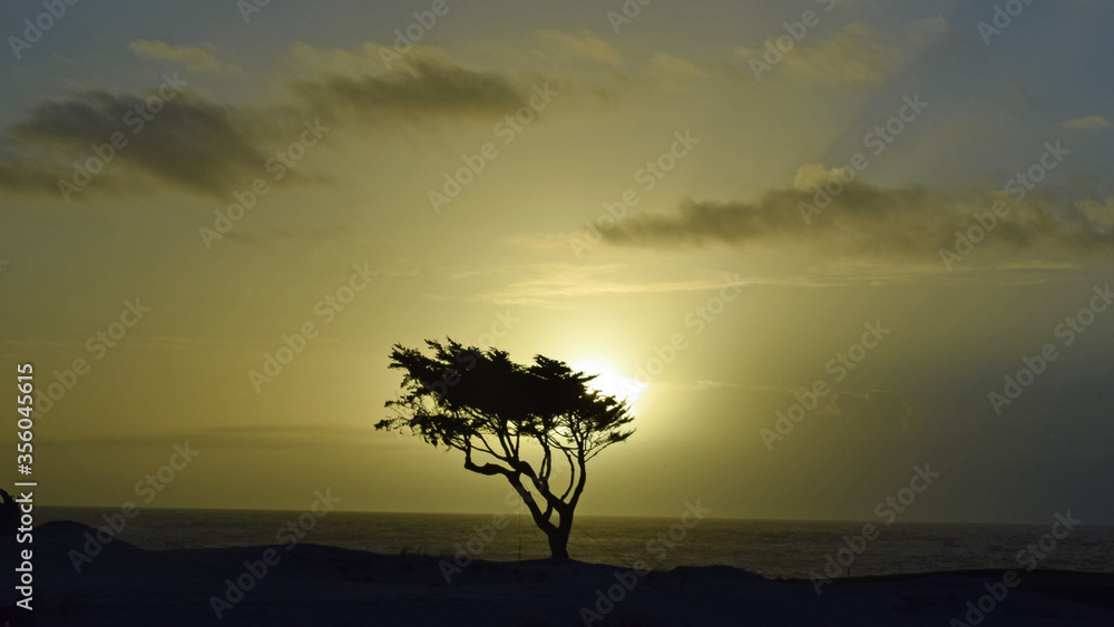 lonely tree in the sunset