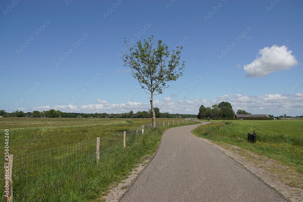 Obraz premium Pasture landscape. A small road along the meadows to the Dutch village of Bergen. North Holland, May 25.