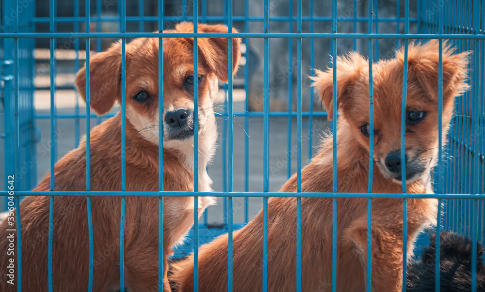 Unwanted and homeless dogs of different breeds in animal shelter. Looking  and waiting for people to come adopt. Shelter for animals concept Stock  Photo | Adobe Stock