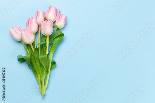 Pink tulips over blue background