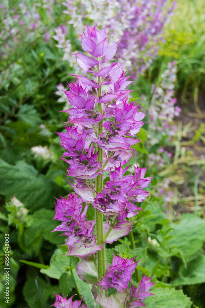 Stem of flowering sage on a blurred background Stem of flowering sage on a blurred background