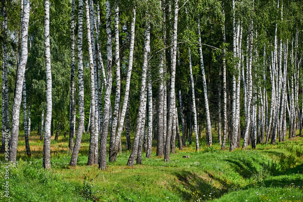 Obraz premium A group of birches in a forest clearing. Summer forest landscape with birch trees.