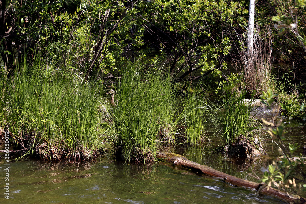 Obraz premium river in the forest