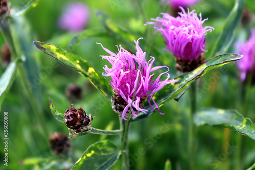 Blume