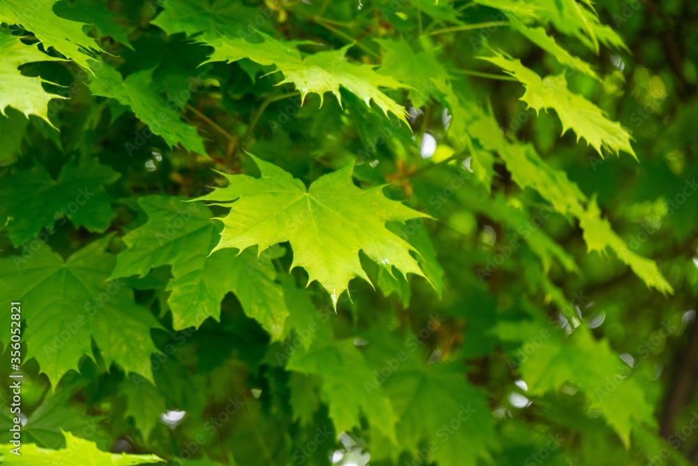 Leaves of the green maple tree during sunset in nature. Slovakia Leaves of the green maple tree during sunset in nature. Slovakia