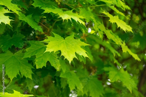 Leaves of the green maple tree during sunset in nature. Slovakia