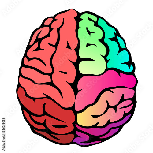 Colorful vector brain illustration. Mind concept