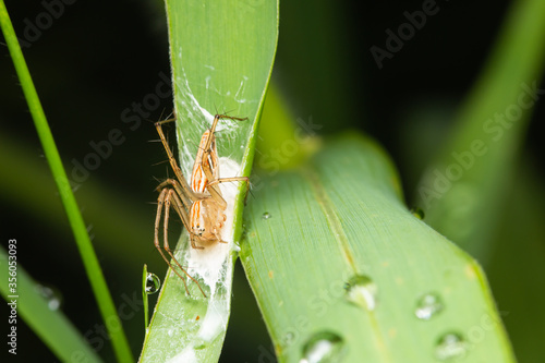 female lynx spider keeping its nest with eggs