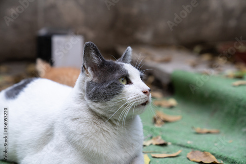 6 year old white cat in profile looks forward and around it there are autumn leaves and synthetic grass © Enzo