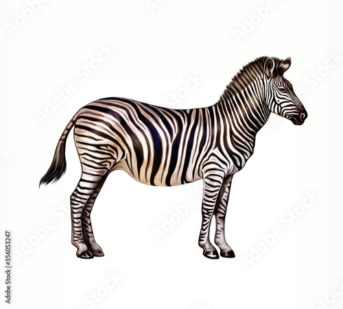 zebra  Hippotigris 