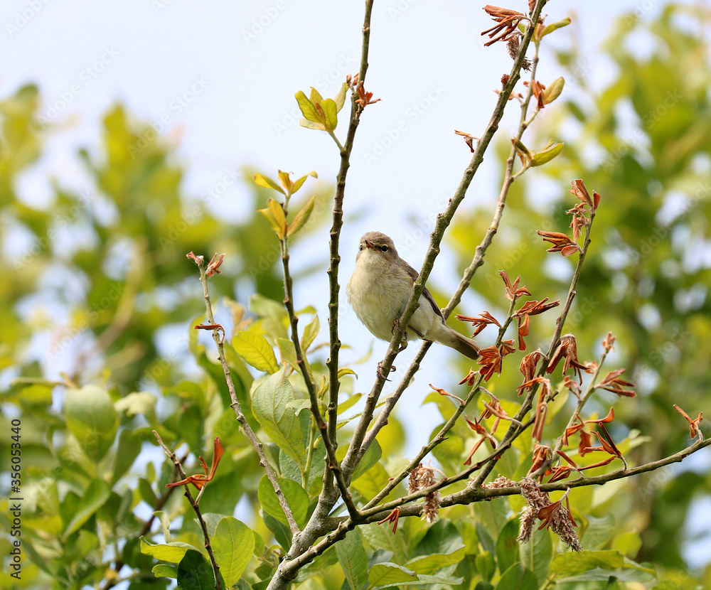 Obraz premium A British countryside song bird. The Common Chiff Chaff. Scientific name Phylloscopus collybita. The bird is perched in a Goat Willow tree.