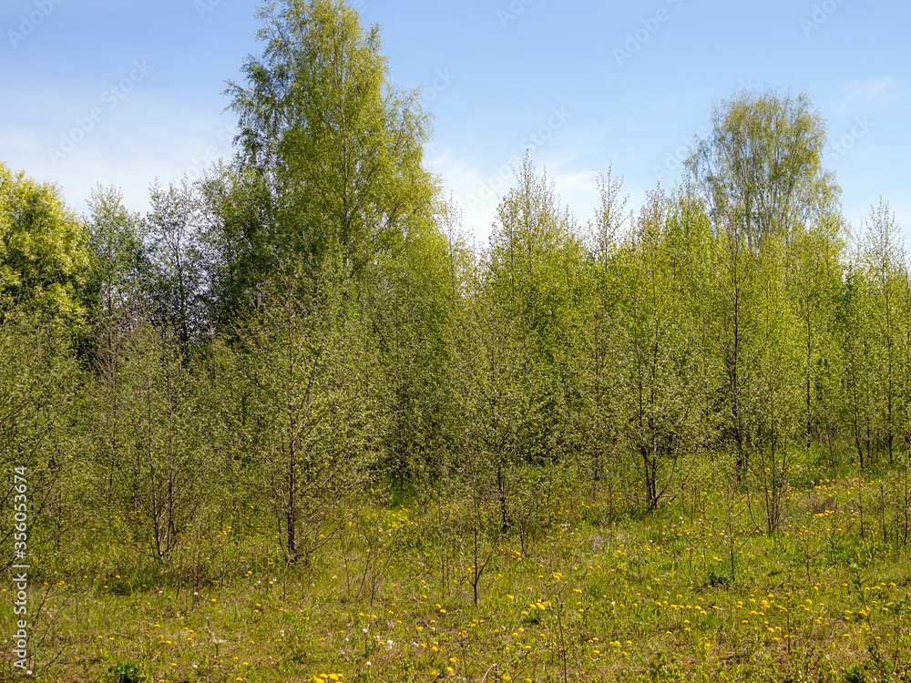 Obraz premium spring landscape with green foliage
