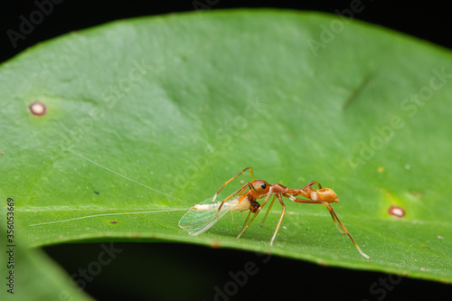 weaver red ant-mimic spider eating mosquito