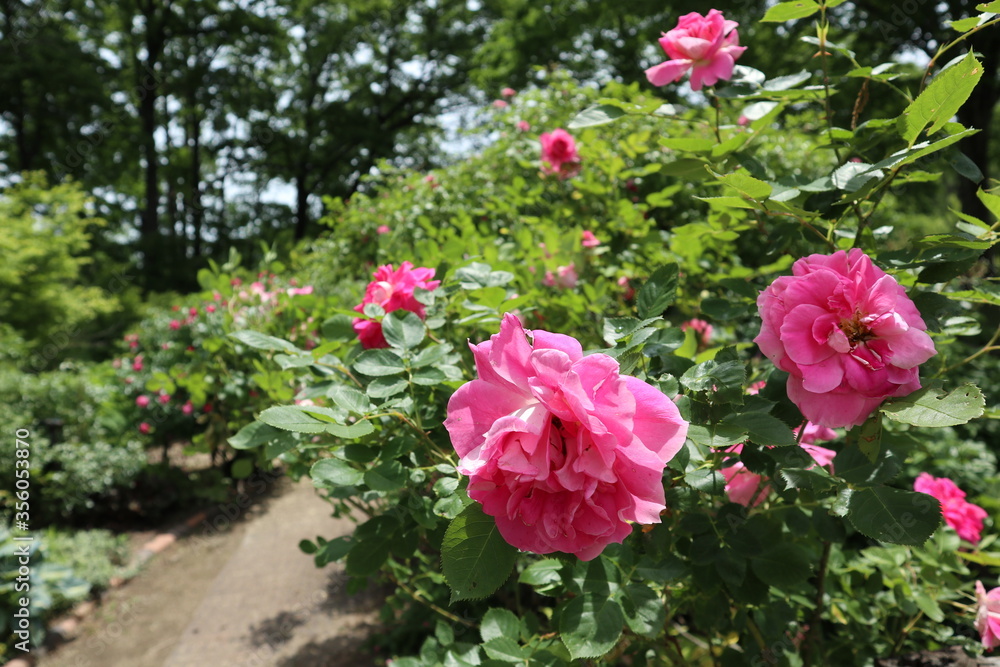 見頃を迎えた薔薇