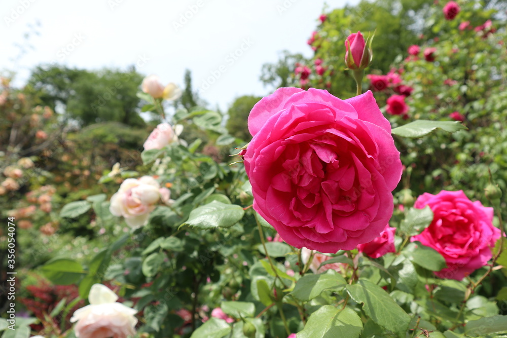 見頃を迎えた薔薇 見頃を迎えた薔薇