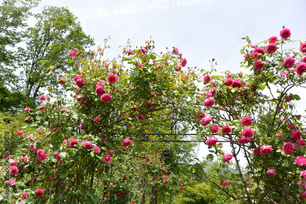 見頃を迎えた薔薇のアーチ 見頃を迎えた薔薇のアーチ