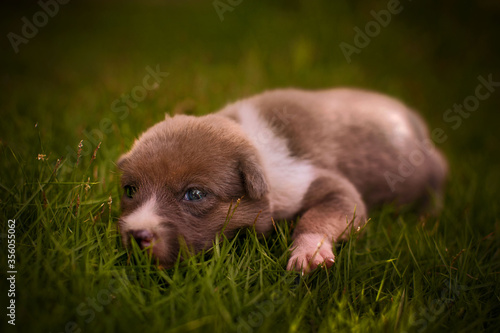 cute 14days old doggy puppy in a gras getting tired the first steps photo